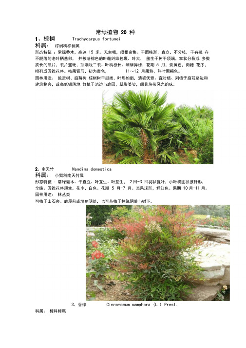 常绿植物20种