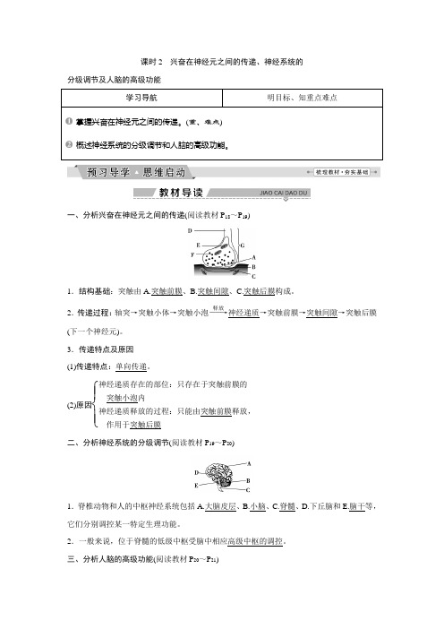 第2章第1节课时2兴奋在神经元之间的传递、神经系统的