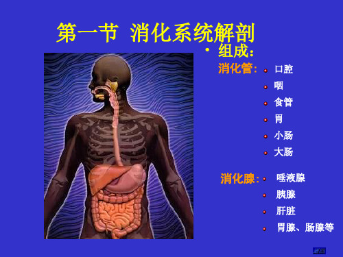 医学课件消化系统解剖和生理