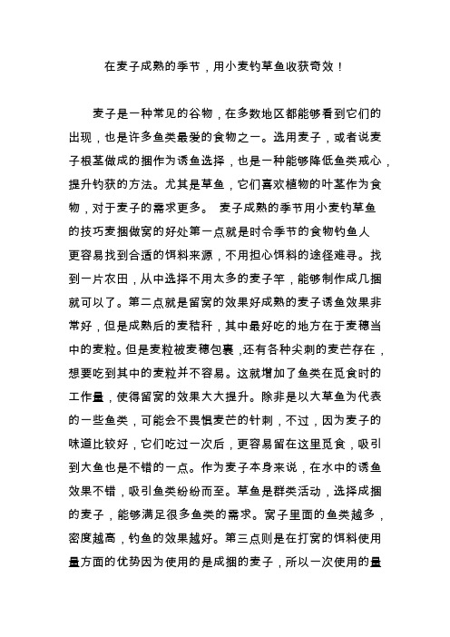 在麦子成熟的季节,用小麦钓草鱼收获奇效!