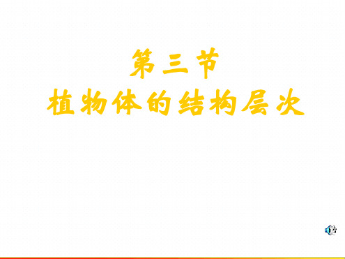 人教版七年级生物上册223植物体的结构层次课件共25张