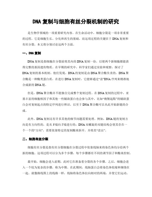 DNA复制与细胞有丝分裂机制的研究