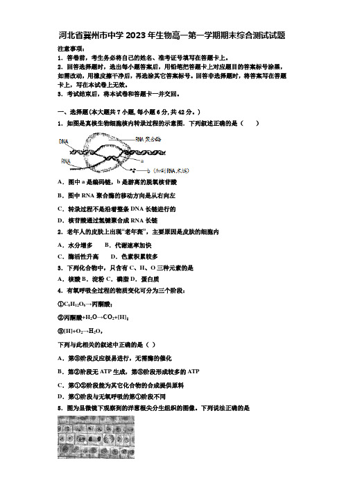 河北省冀州市中学2023年生物高一第一学期期末综合测试试题含解析