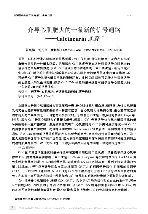 介导心肌肥大的一条新的信号通路_Calcineurin通路