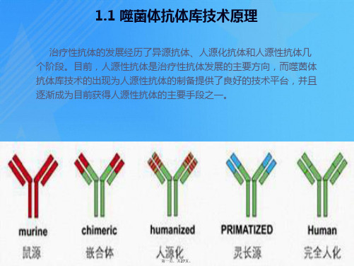 噬菌体抗体库技术