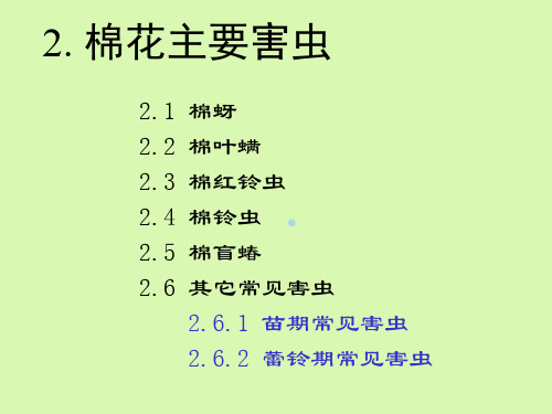 棉花害虫2主要害虫(1)