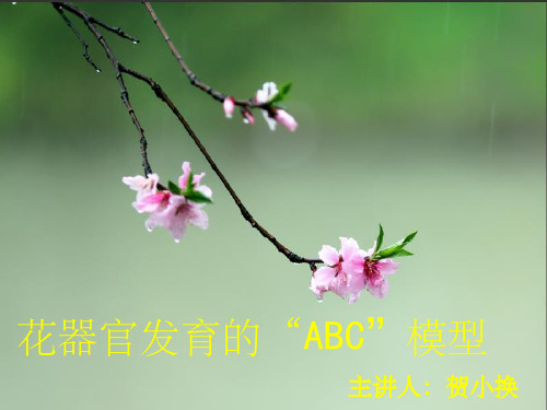 花器官发育的“ABC”模型