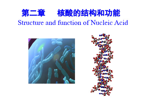 生物化学第二章核酸