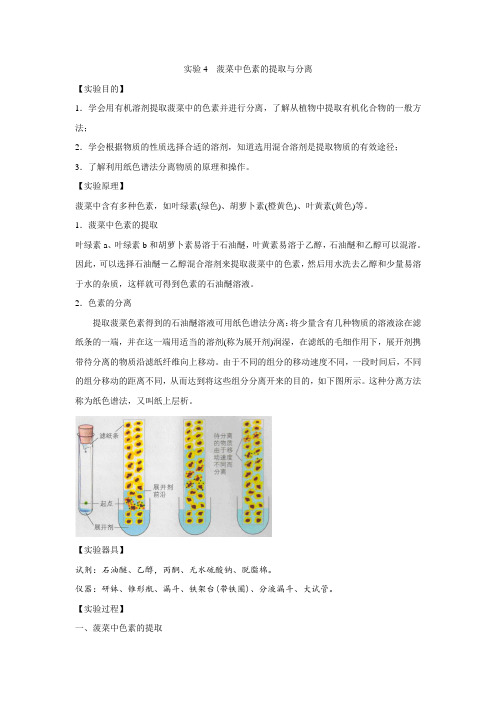 实验4菠菜中色素的提取与分离