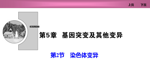 人教版高中生物必修二 染色体变异 基因突变及其他变异课件教学