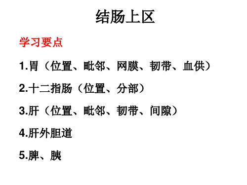 局部解剖学结肠上区