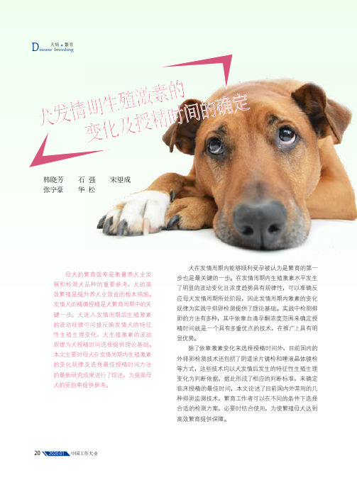 犬发情期生殖激素的变化及授精时间的确定