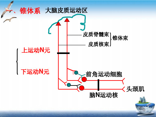 神经系统运动功能检查PPT课件