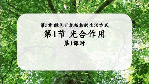 北师大版七年级生物上册《光合作用》PPT精品教学课件