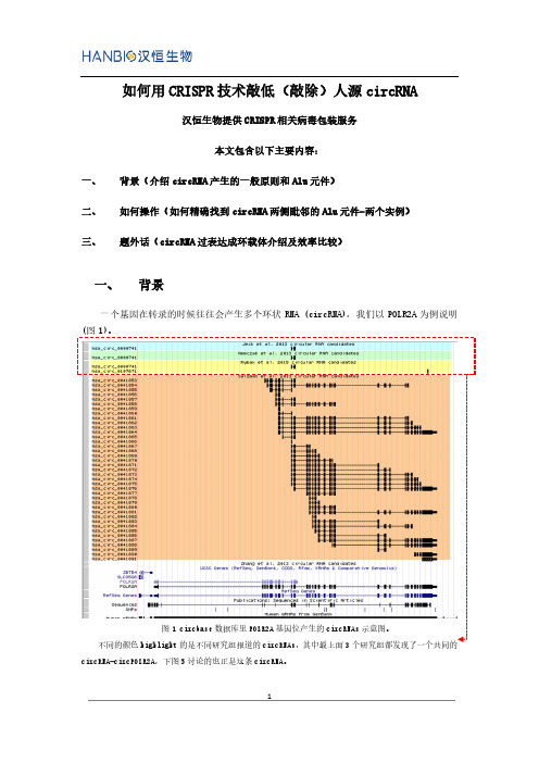 如何用CRISPR技术敲低(敲除)内源circRNA-fwc