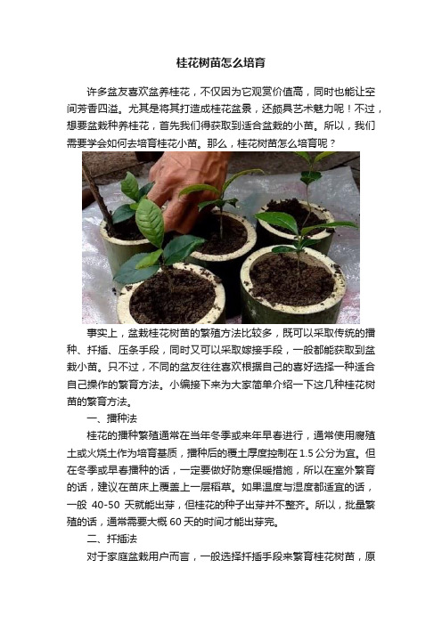 桂花树苗怎么培育