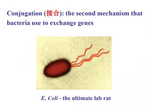 细胞生物学英文课件-6.2 接合