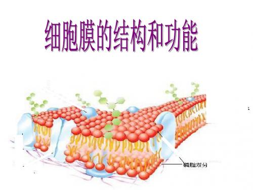 【高中生物】细胞膜的结构和功能ppt4