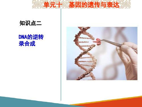 基因的遗传与表达—DNA的生物合成(生物化学课件)