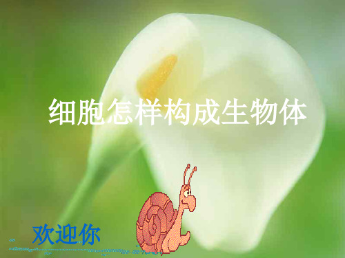 细胞怎样构成生物体复习课