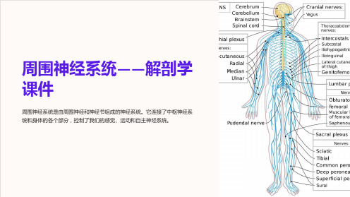 周围神经系统——解剖学课件