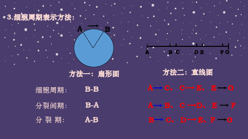 细胞增殖第二课时课件高一上学期生物人教版必修_2