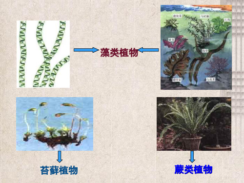 罗平县七中七年级生物上册第1单元第3章第5节裸子植物课件新版冀教版