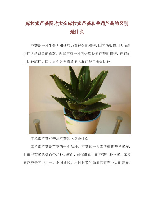 库拉索芦荟图片大全 库拉索芦荟和普通芦荟的区别是什么