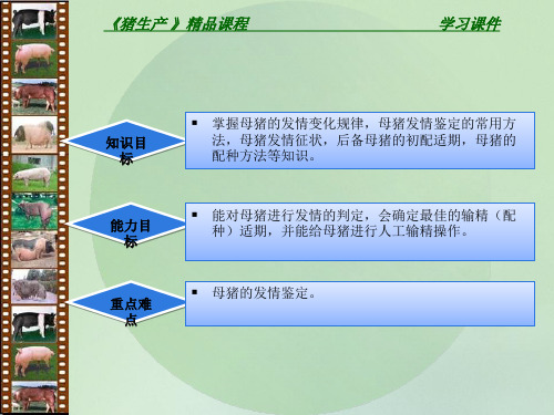 判定母猪发情及配种ppt课件