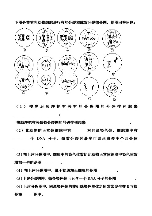 人教版高中生物必修二减数分裂练习