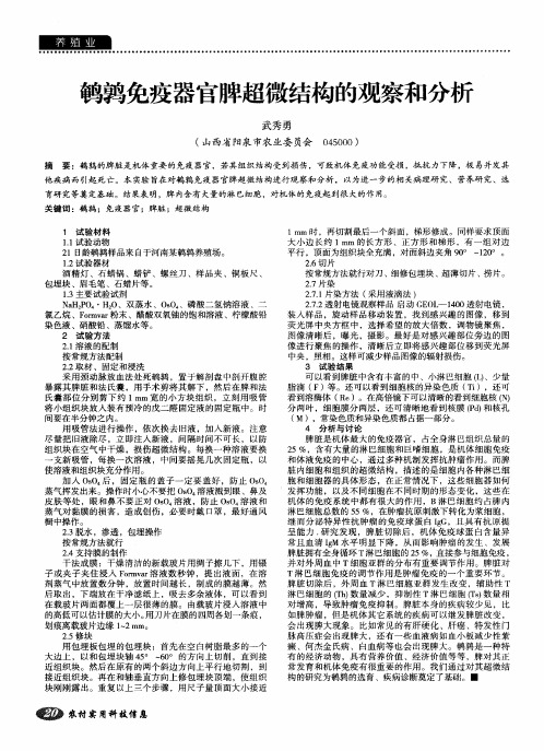 鹌鹑免疫器官脾超微结构的观察和分析