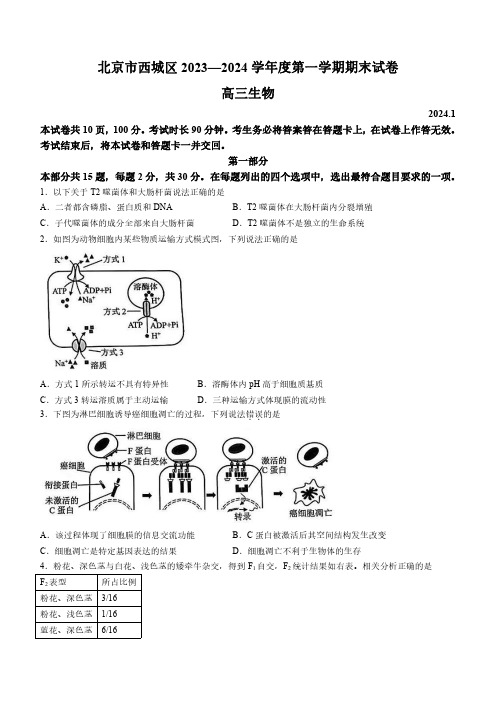 2023-2024学年北京市西城区高三1月期末考试生物试卷含答案