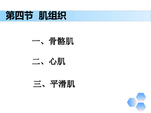 解剖学基础第三章《基本组织—肌组织》PPT课件