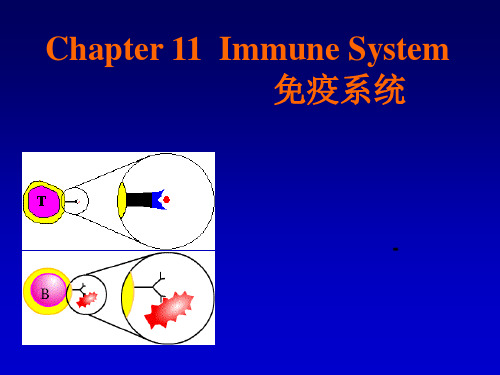 《组织学与胚胎学》免疫系统