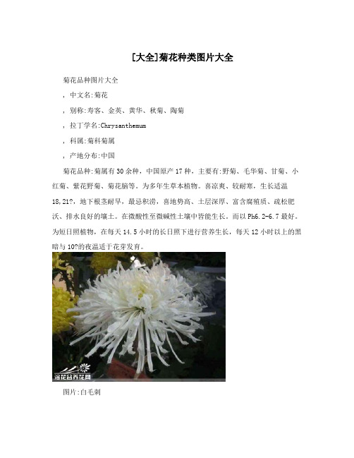 [大全]菊花种类图片大全