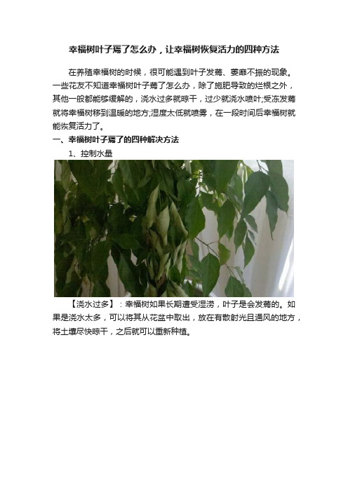 幸福树叶子蔫了怎么办，让幸福树恢复活力的四种方法