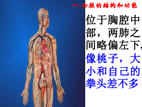 输送血液的泵——心脏学习课件