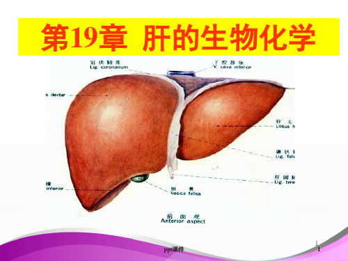 肝的生物化学  ppt课件