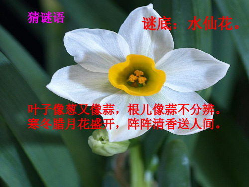 人教版三年级音乐上册：《对鲜花》课件1