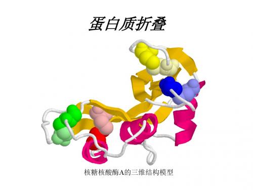 第一篇 蛋白质的结构与功能-蛋白质III