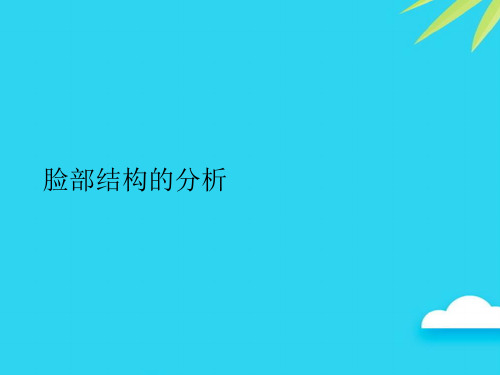 脸部结构的分析