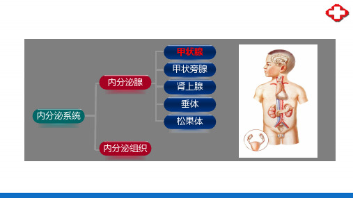 内分泌系统—甲状腺(正常人体结构课件)