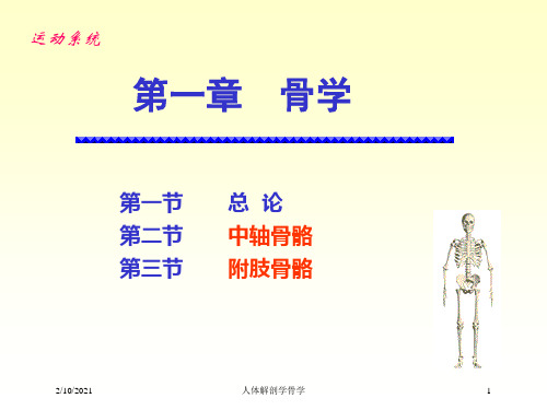 人体解剖学骨学课件