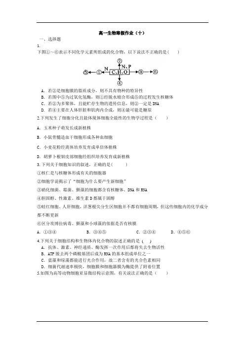 高一生物寒假作业(十)