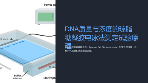 DNA质量与浓度的琼脂糖凝胶电泳法测定试验原理