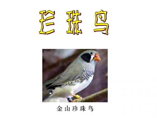 珍珠鸟公开课课件