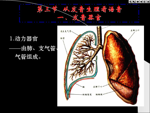 第3章-语音和音系-第3节-从发音生理看语音