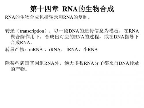 RNA的生物合成1