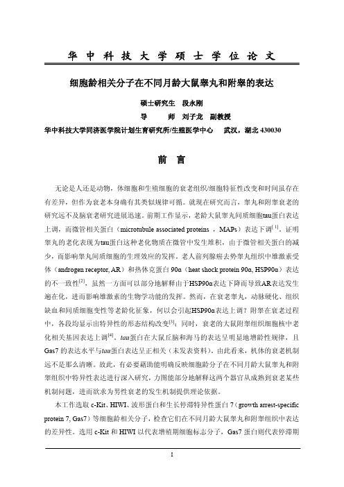 细胞龄相关分子在不同月龄大鼠睾丸及附睾的表达