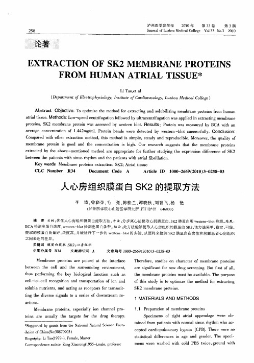 人心房组织膜蛋白SK2的提取方法